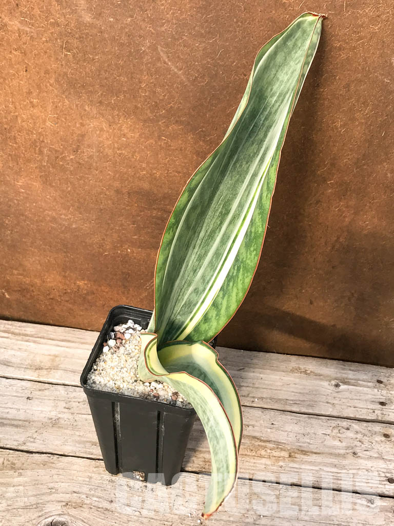 SH4742 Sansevieria ‘Masoniana’ white rosette - Obrázek 2