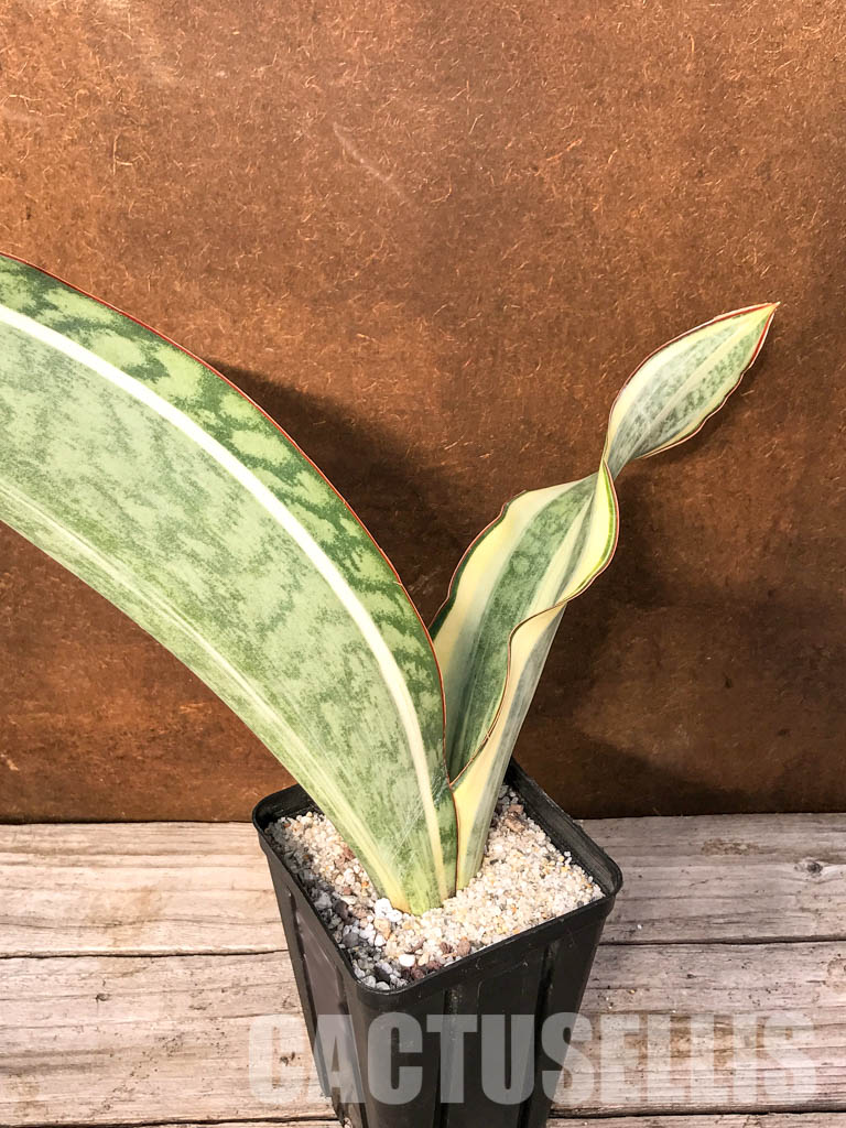 SH4742 Sansevieria ‘Masoniana’ white rosette