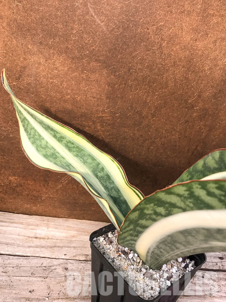 SH4742 Sansevieria ‘Masoniana’ white rosette - Obrázek 4