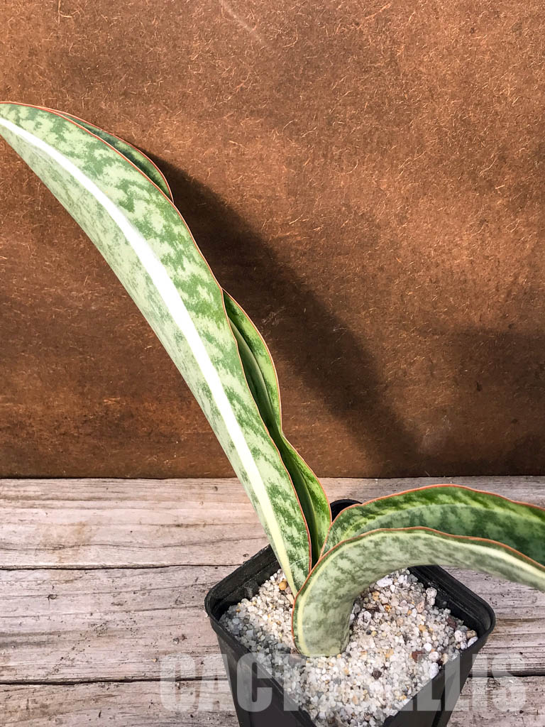 SH4746 Sansevieria ‘Masoniana’ white rosette