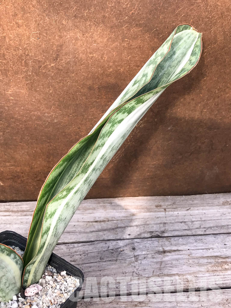 SH4746 Sansevieria ‘Masoniana’ white rosette - Image 3