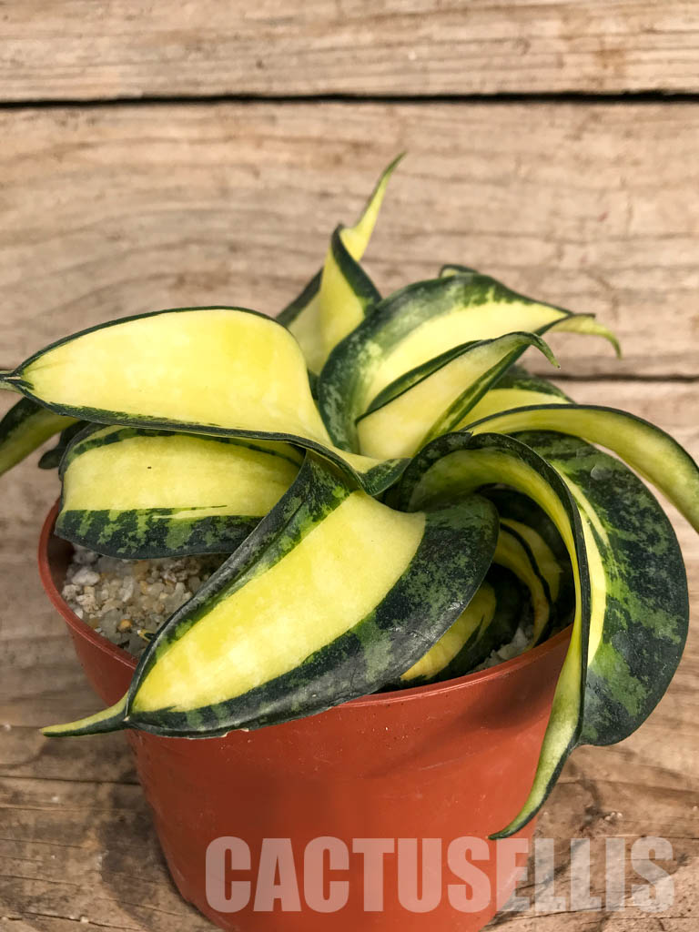 SH4758 Sansevieria 'Golden Wendy' - Imagen 2