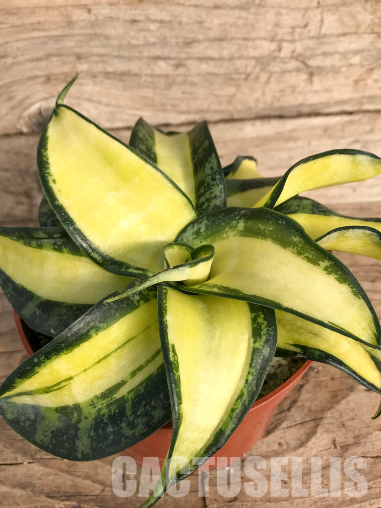 SH4758 Sansevieria 'Golden Wendy' - Imagen 3