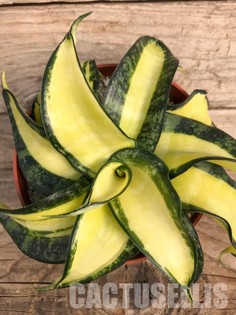 SH4758 Sansevieria 'Golden Wendy' – Cactus-online