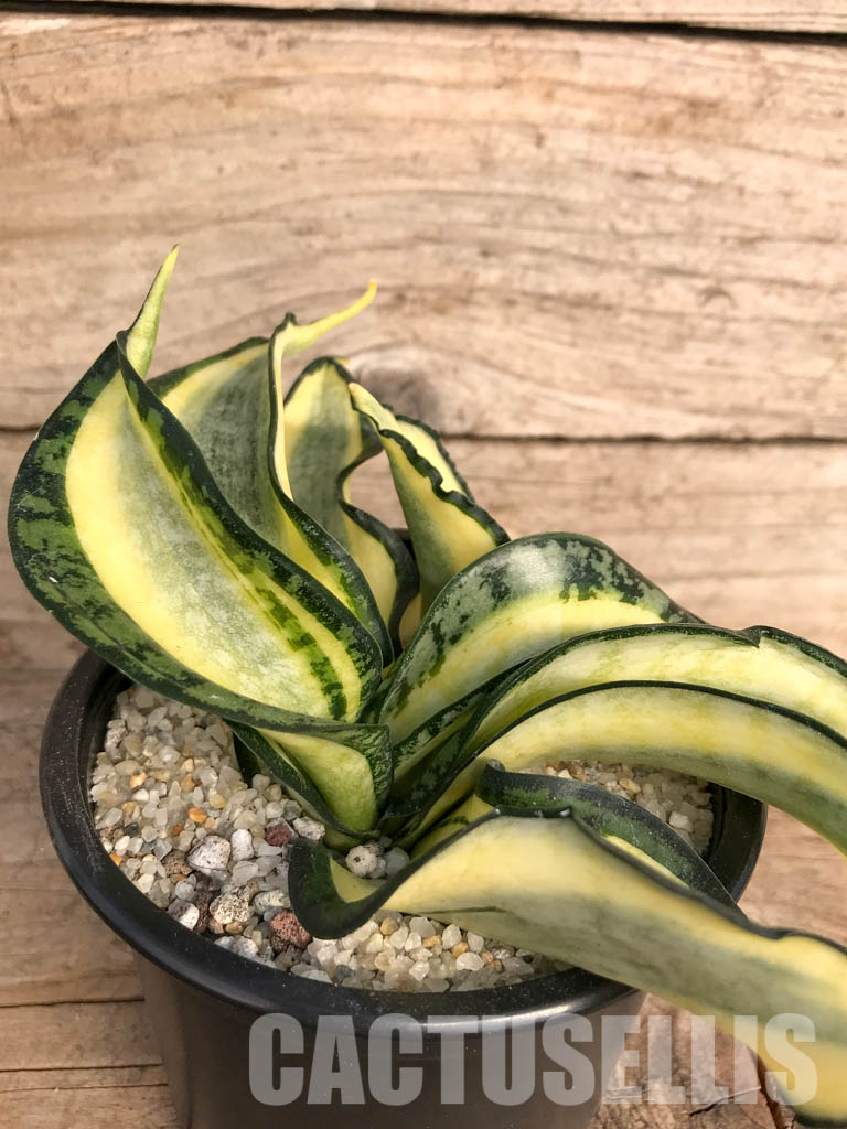 SH4762 Sansevieria 'Golden Wendy' - Image 2