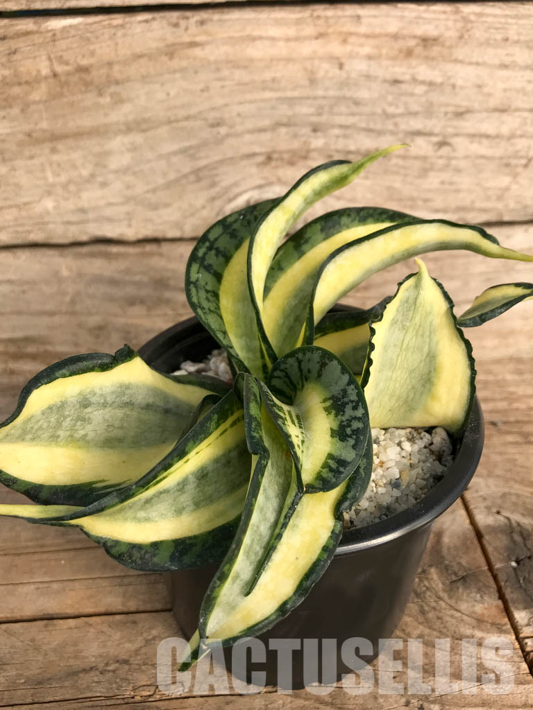 SH4762 Sansevieria 'Golden Wendy' - Image 3