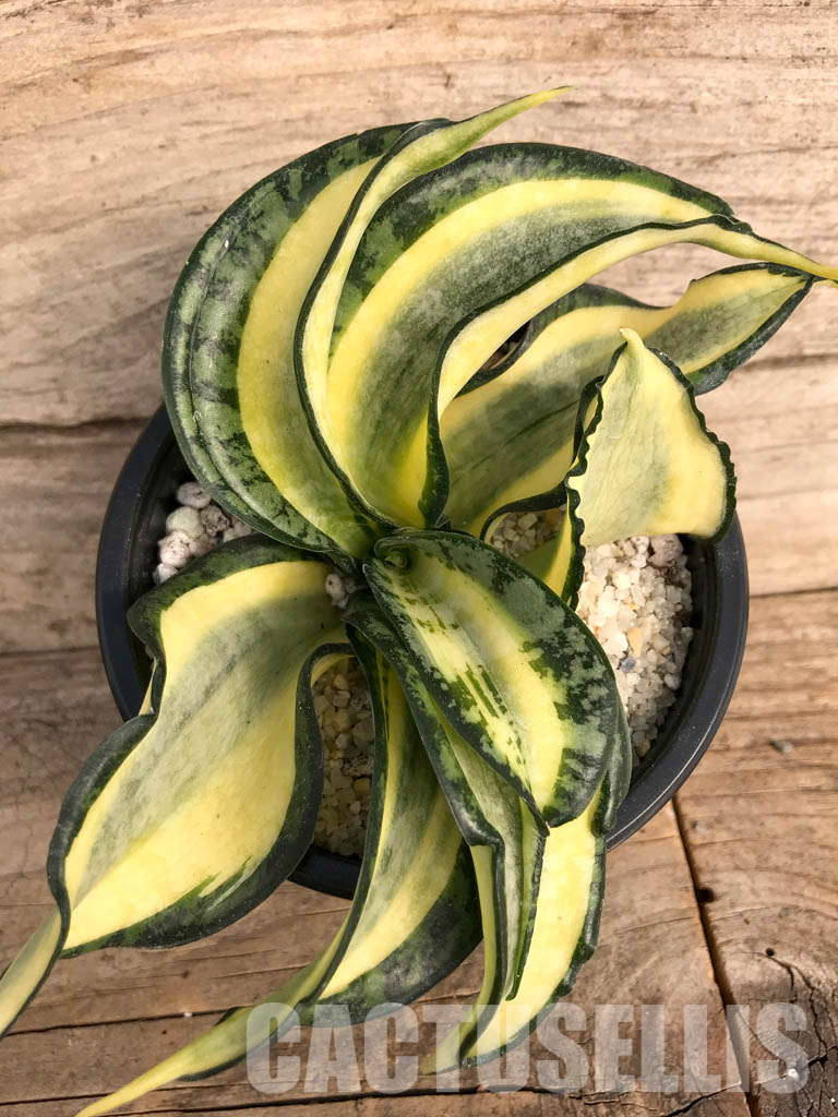 SH4762 Sansevieria 'Golden Wendy'
