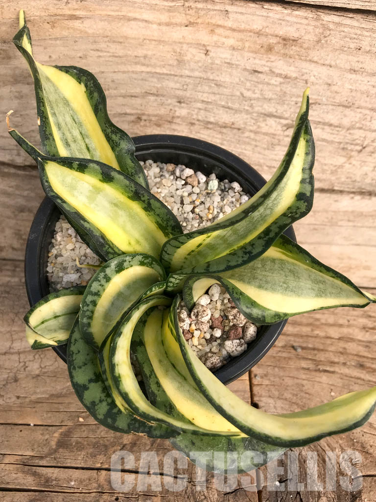 SH4762 Sansevieria 'Golden Wendy' - Image 5