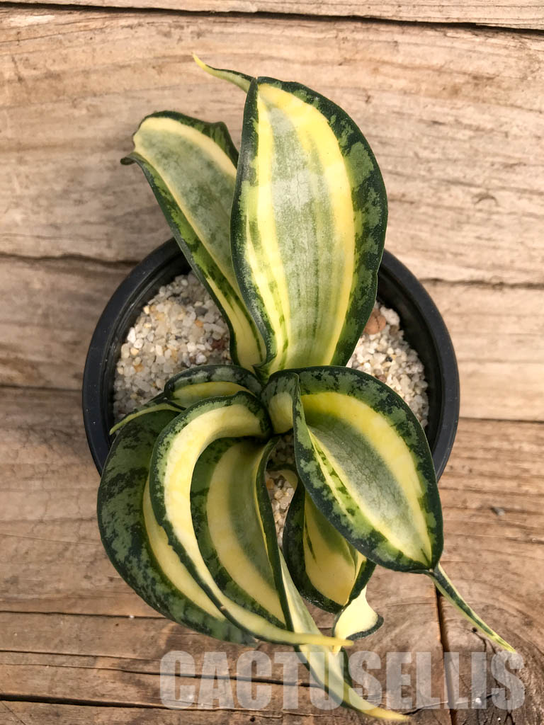 SH4762 Sansevieria 'Golden Wendy' - Image 6