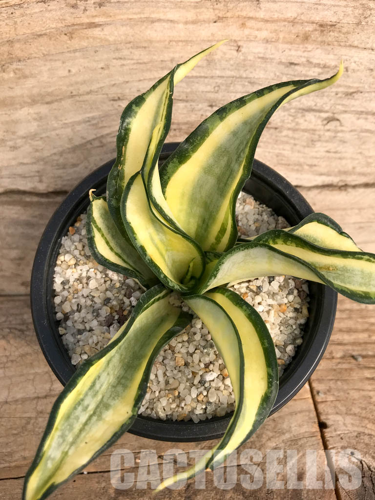 SH4762 Sansevieria 'Golden Wendy' - Image 7