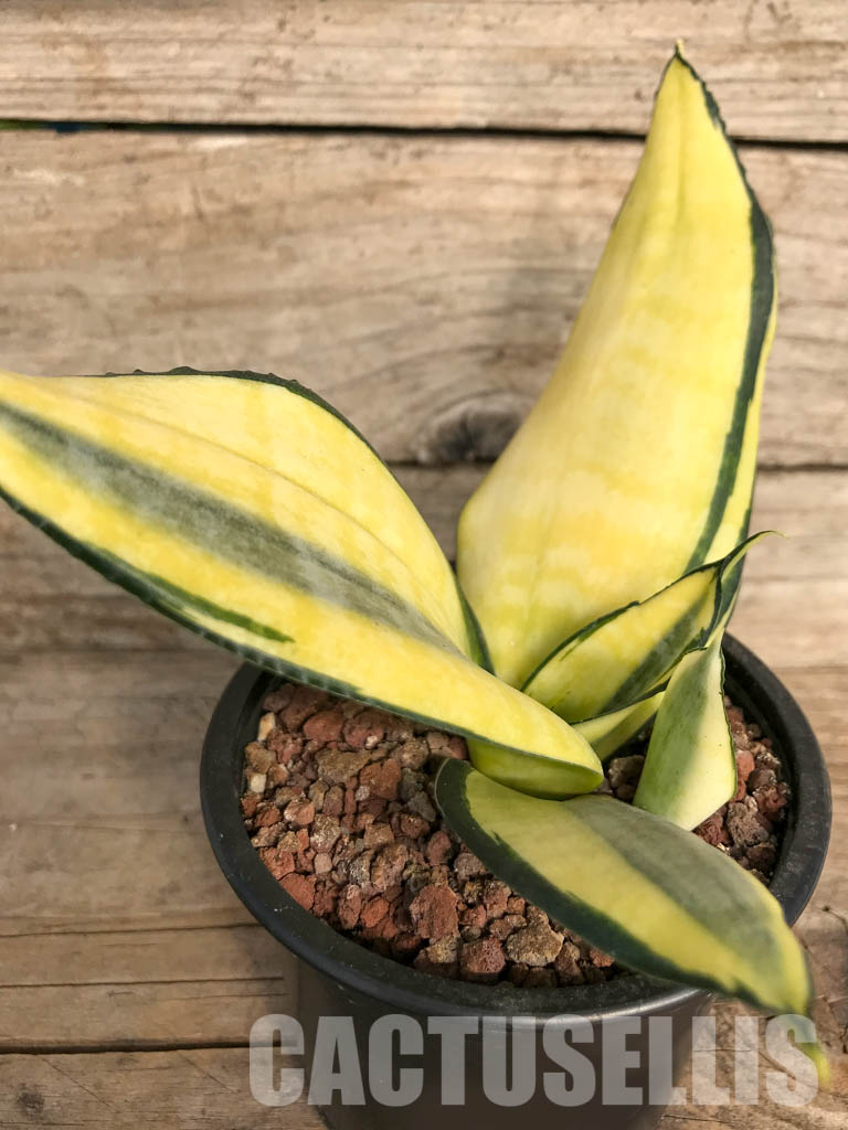 SH4766 Sansevieria ‘Golden Wendy’ - Image 2