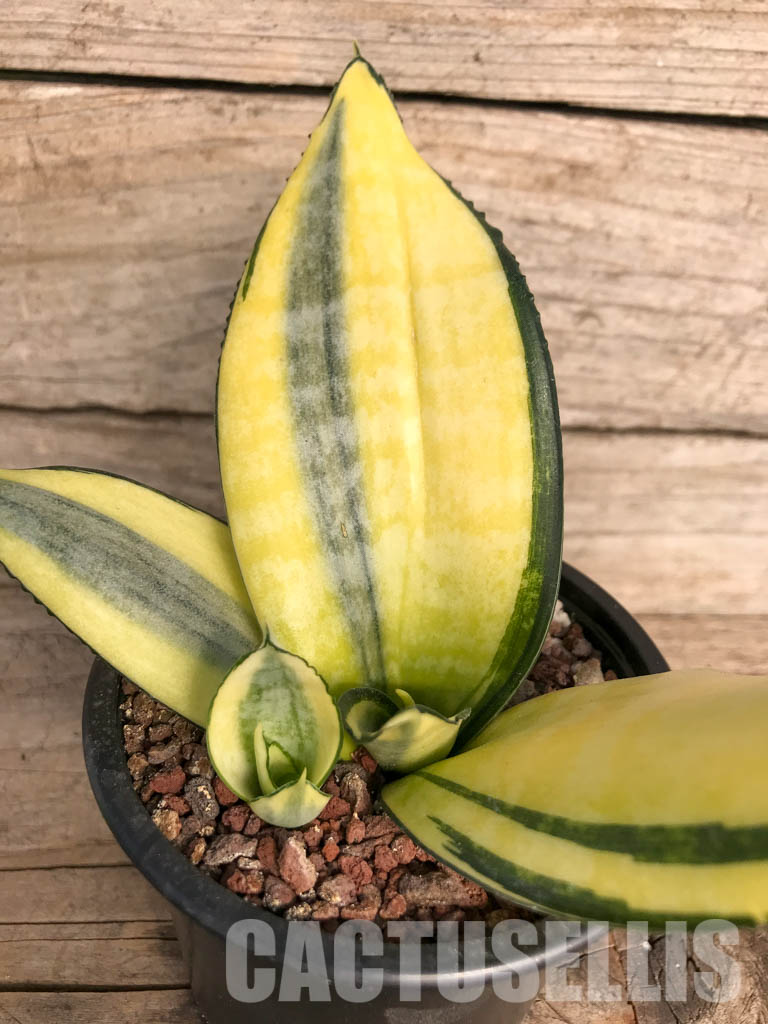 SH4766 Sansevieria ‘Golden Wendy’ - Image 3