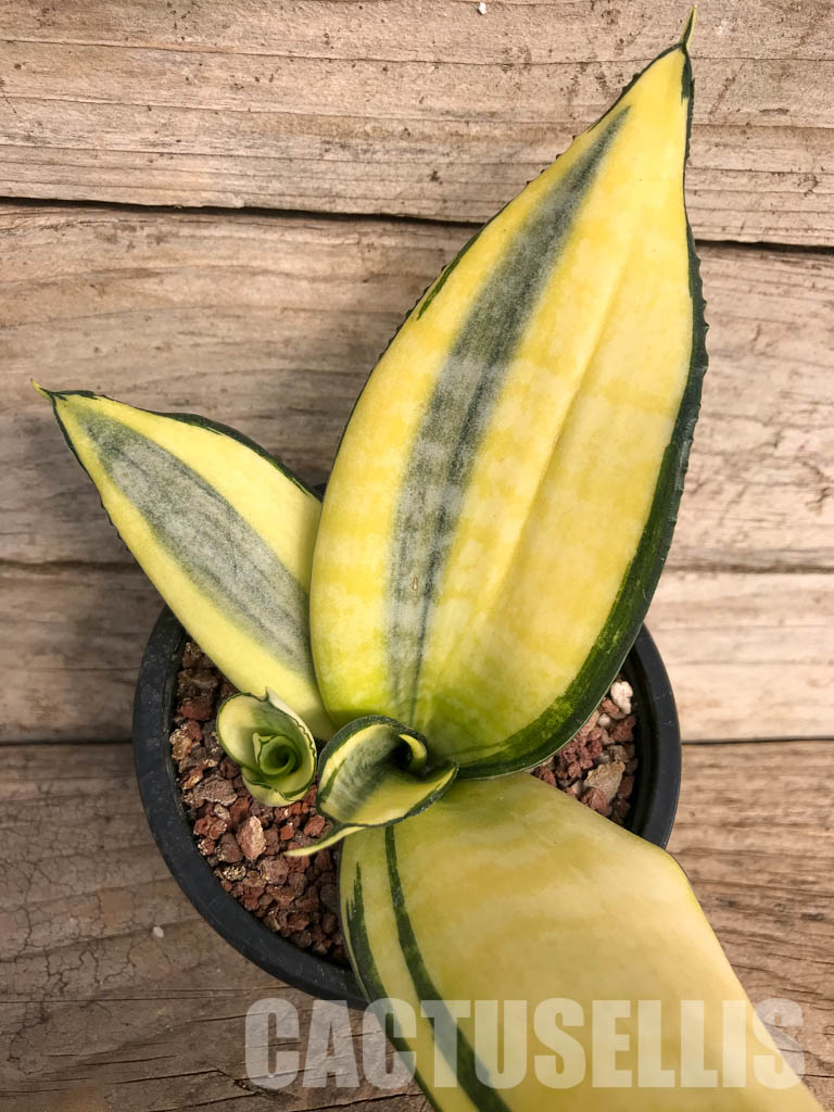 SH4766 Sansevieria ‘Golden Wendy’ - Image 4