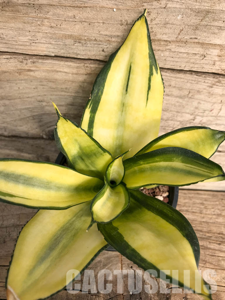 SH4766 Sansevieria ‘Golden Wendy’ - Image 5