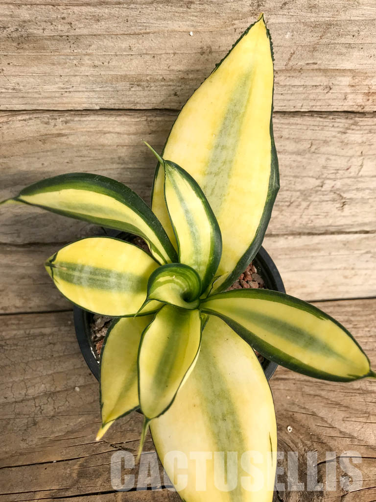 SH4766 Sansevieria ‘Golden Wendy’ - Image 6