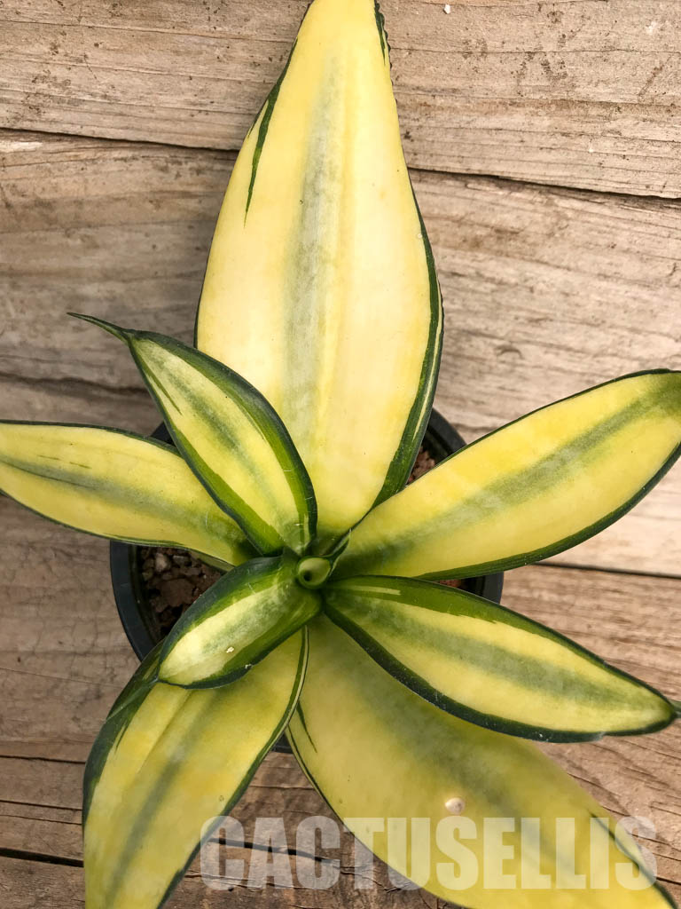 SH4766 Sansevieria ‘Golden Wendy’