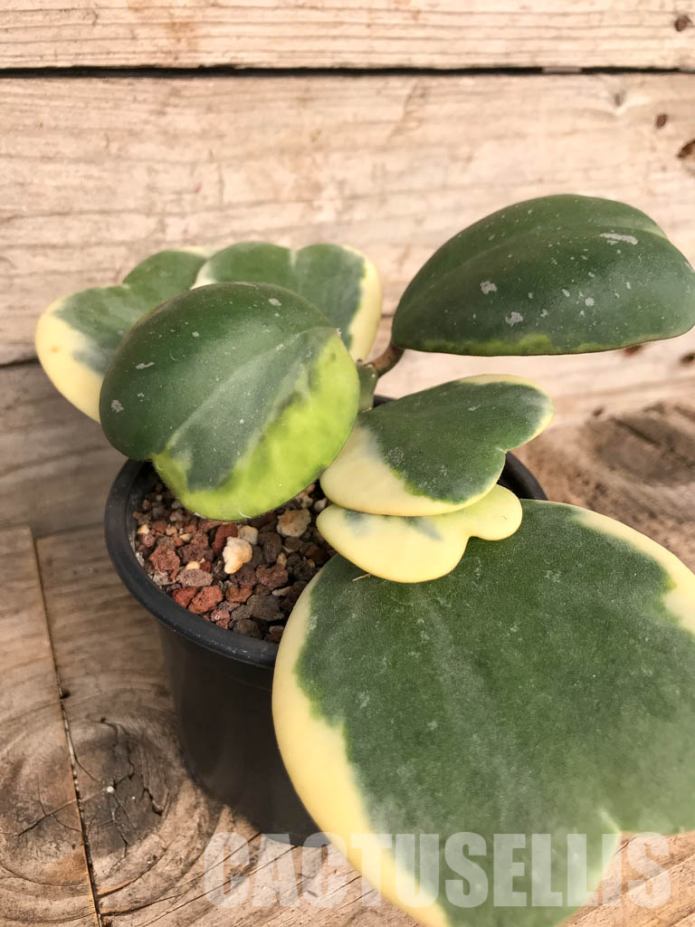 SH4769 Hoya kerrii variegated - Image 2