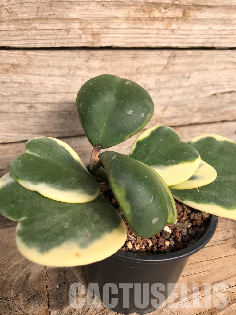 SH4769 Hoya kerrii variegated - Image 3