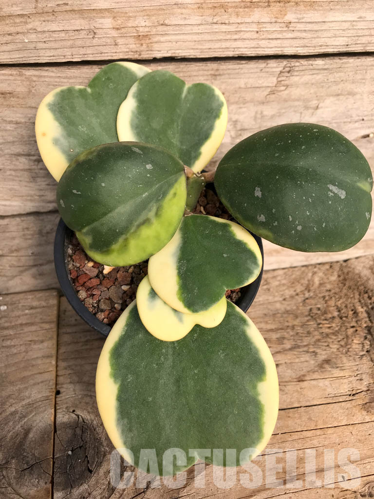 SH4769 Hoya kerrii variegated
