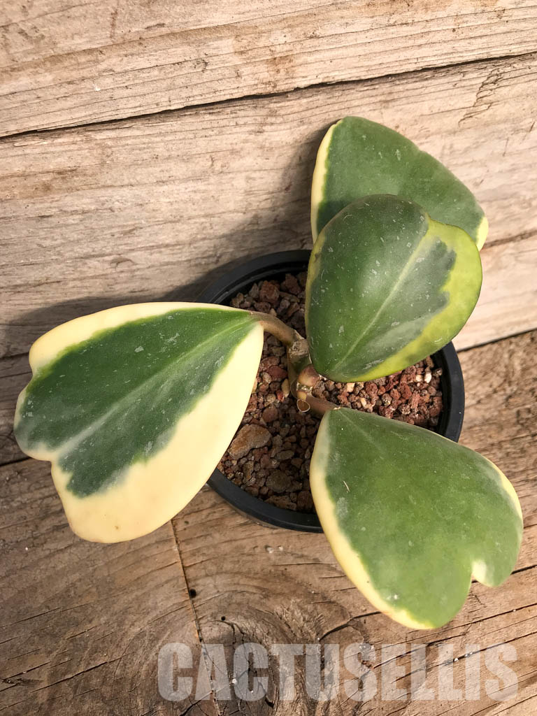 SH4769 Hoya kerrii variegated - Image 5