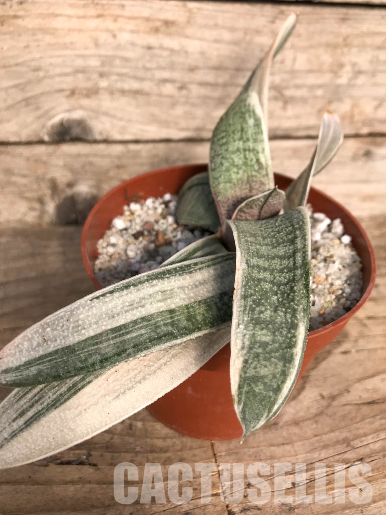 SH4771 Gasteria batesiana white variegated - immagine 2