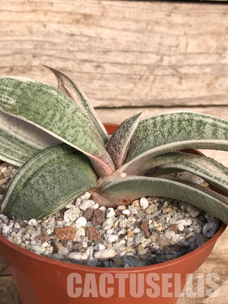 SH4771 Gasteria batesiana white variegated - immagine 3