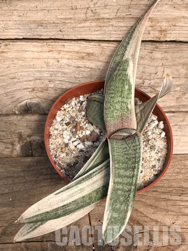 SH4771 Gasteria batesiana white variegated