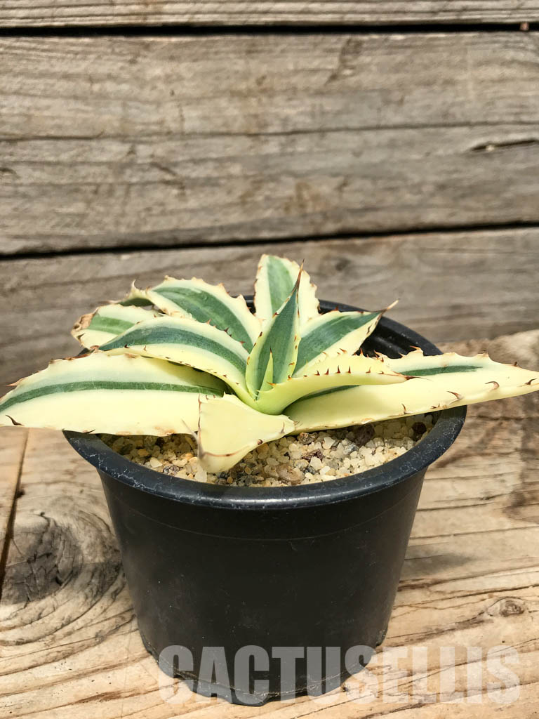 SHPR4782 Agave xylonacantha cv. Frostbite - Image 2