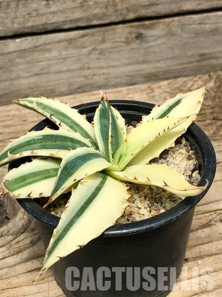 SHPR4782 Agave xylonacantha cv. Frostbite - Image 3