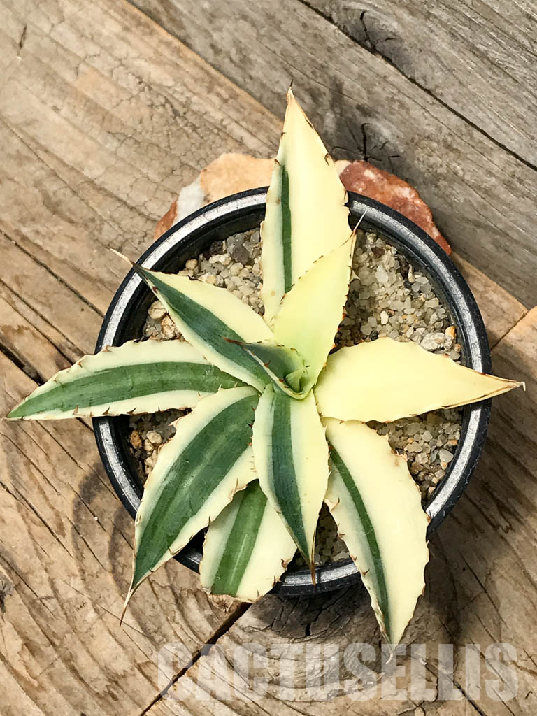 SHPR4782 Agave xylonacantha cv. Frostbite - Image 4