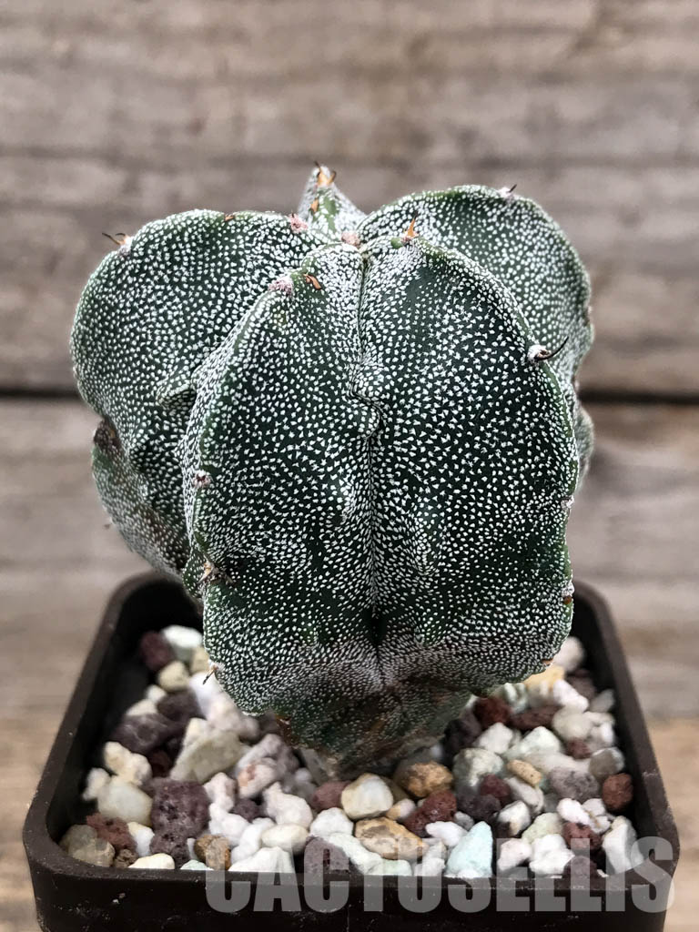 SHPR4827 Astrophytum myriostygma cv. Fukuryi - Image 2