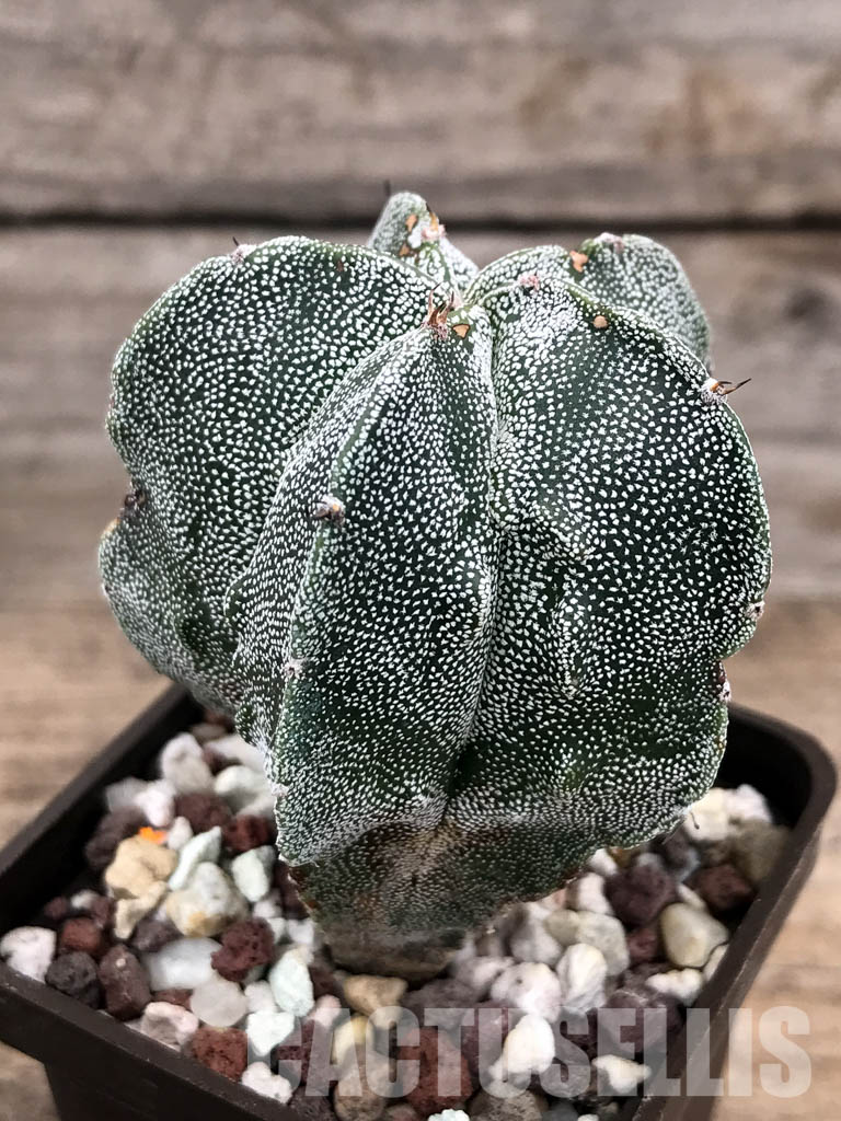 SHPR4827 Astrophytum myriostygma cv. Fukuryi - Image 3