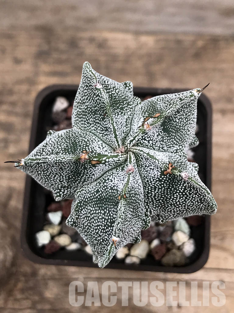 SHPR4827 Astrophytum myriostygma cv. Fukuryi