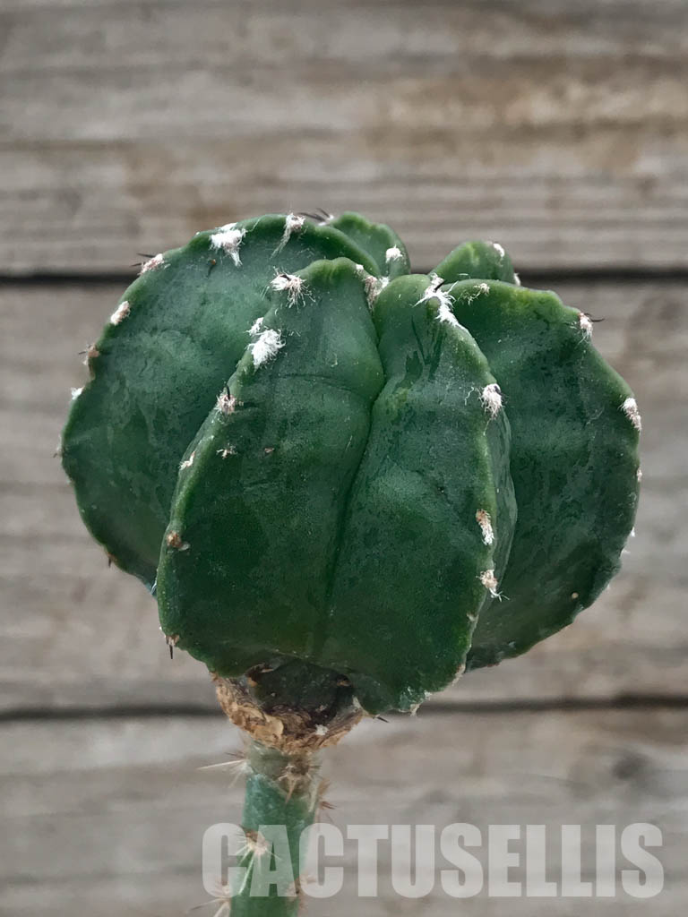 SHPR4834 Astrophytum myriostigma cv. Kikko, grafted - Image 2