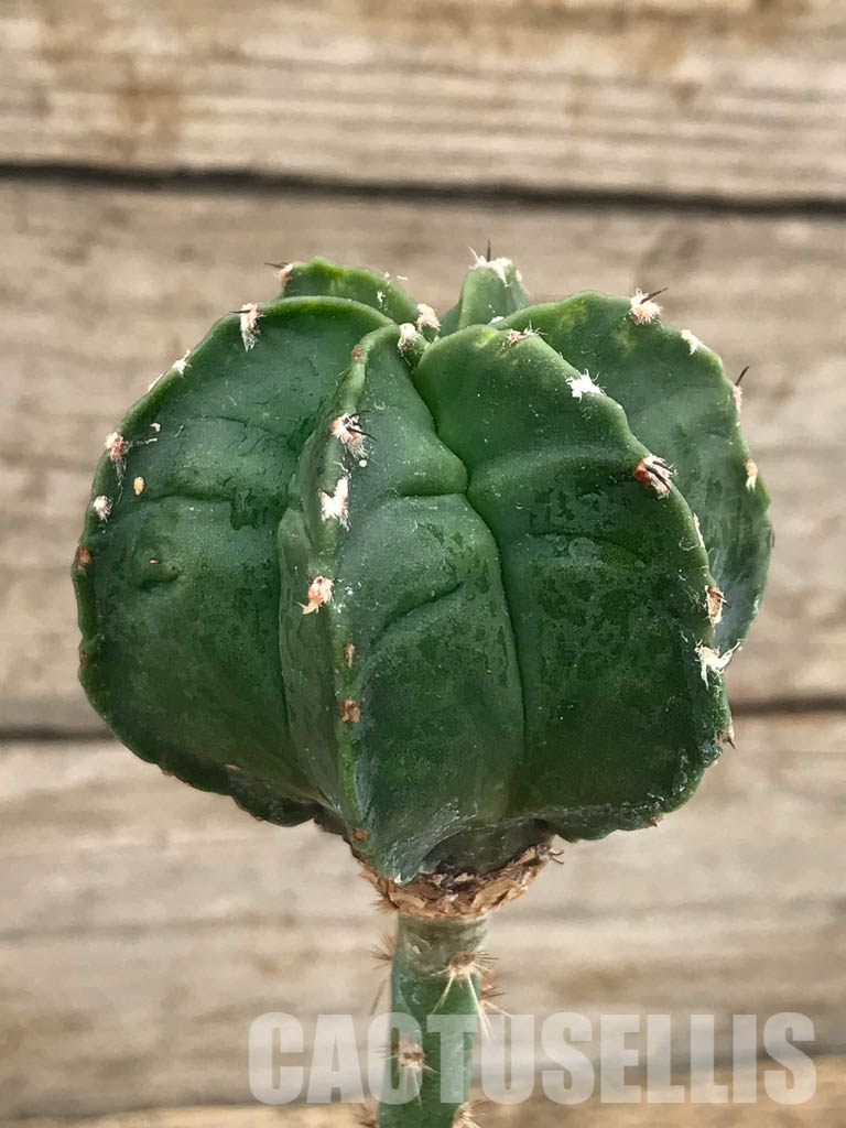 SHPR4834 Astrophytum myriostigma cv. Kikko, grafted