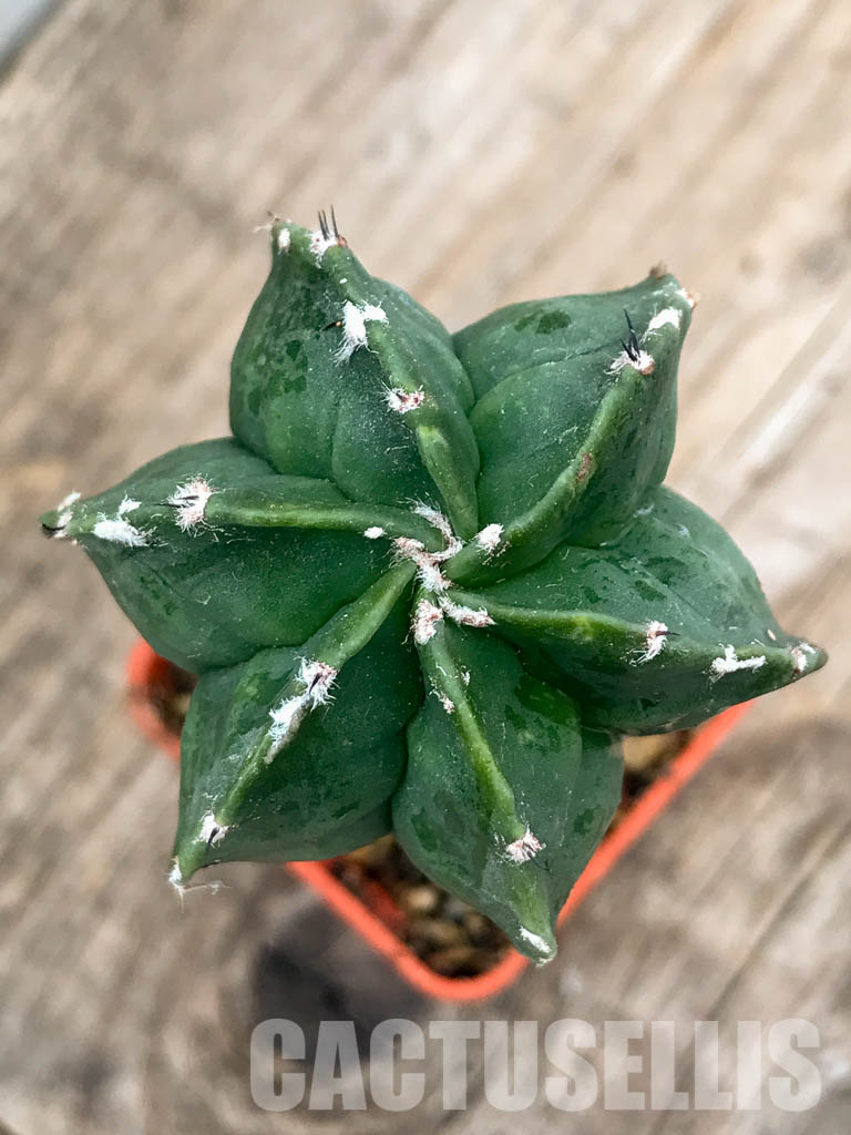 SHPR4834 Astrophytum myriostigma cv. Kikko, grafted - Image 4