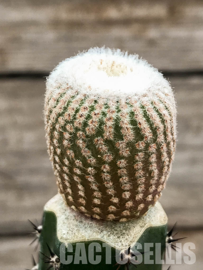 SHPR4841 Yavia cryptocarpa - Imagen 2