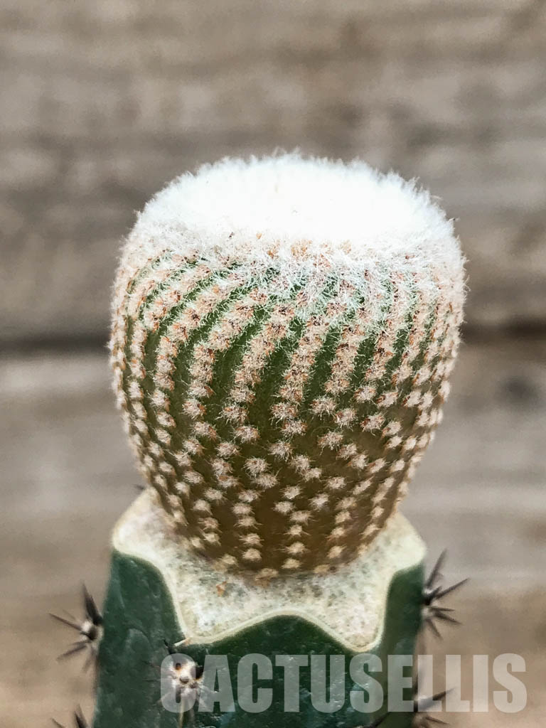 SHPR4841 Yavia cryptocarpa - Imagen 3