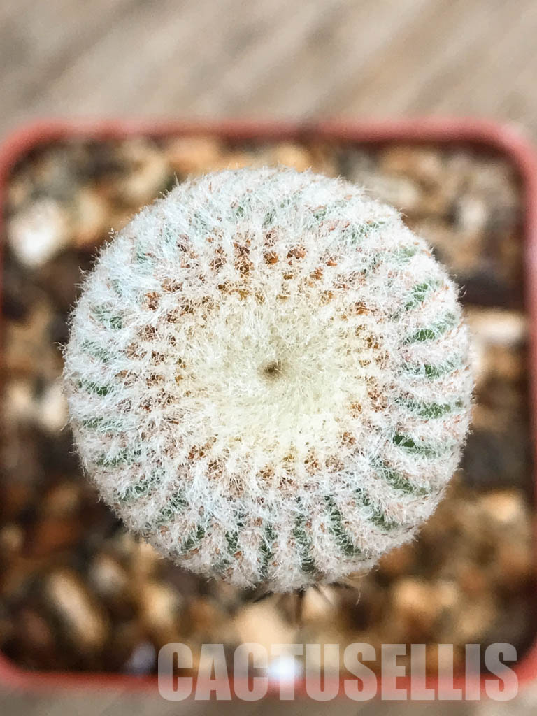 SHPR4841 Yavia cryptocarpa