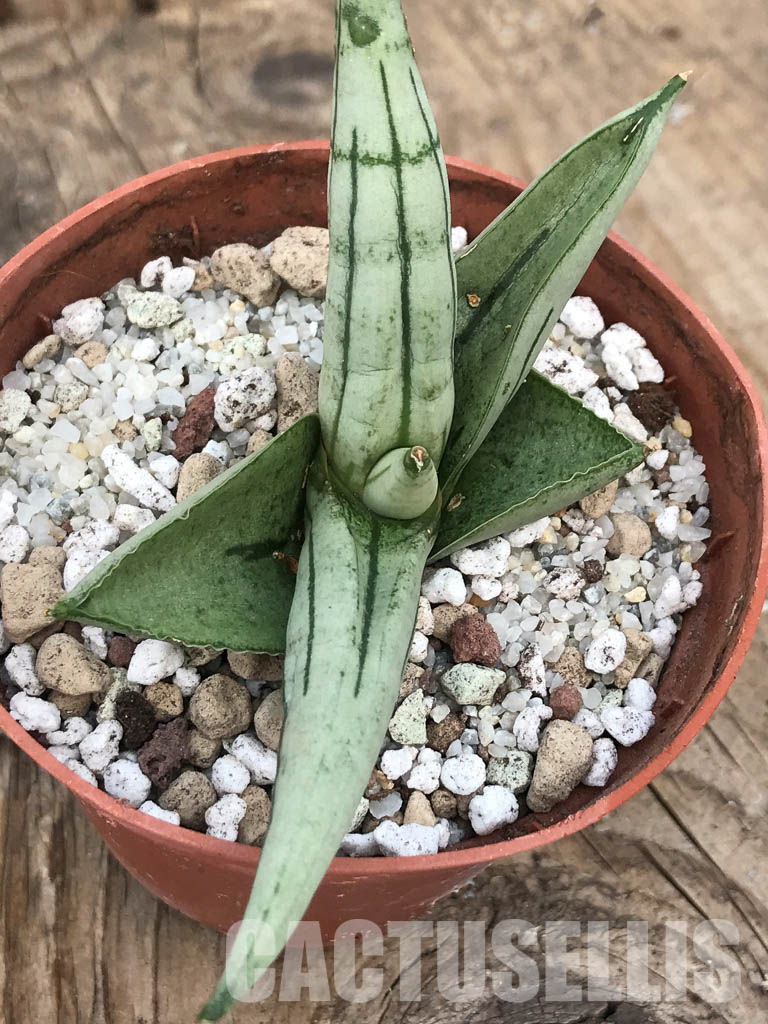 SHPR4925 Sansevieria boncel ‘Platinum’ - Image 2