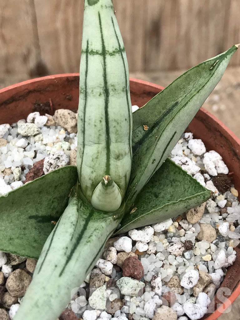 SHPR4925 Sansevieria boncel ‘Platinum’