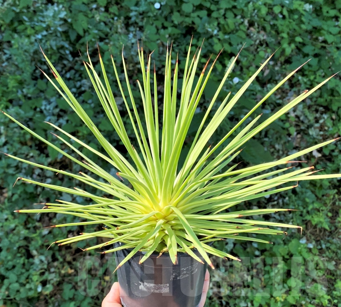 SHPR4865 Agave stricta - 画像 (4)