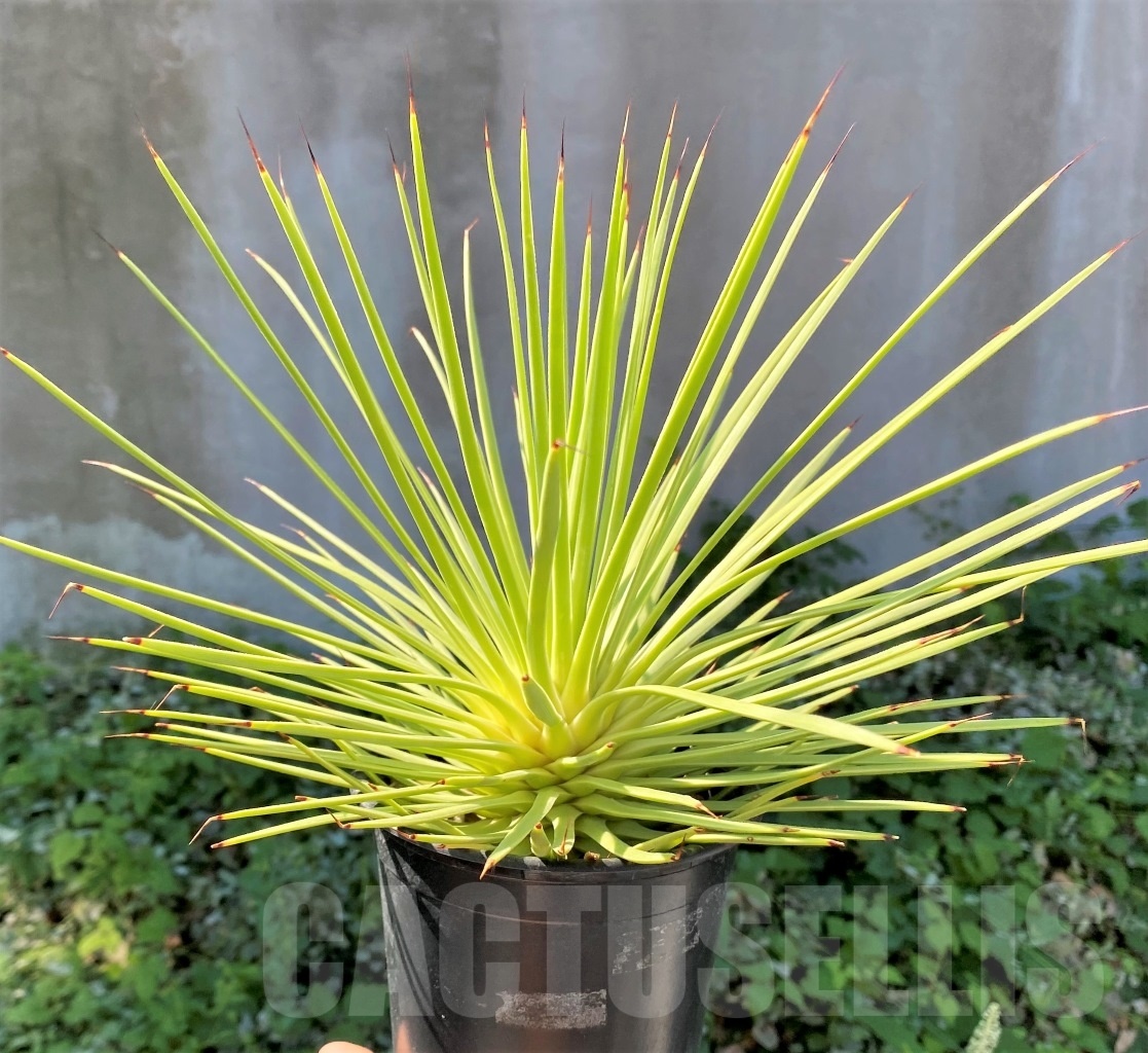 SHPR4865 Agave stricta - 画像 (3)