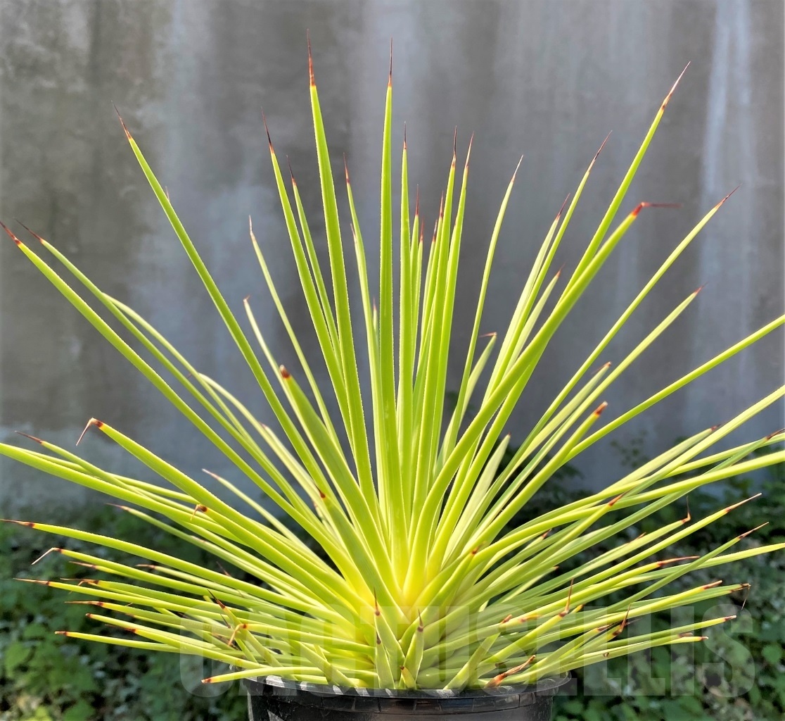 SHPR4865 Agave stricta - 画像 (2)