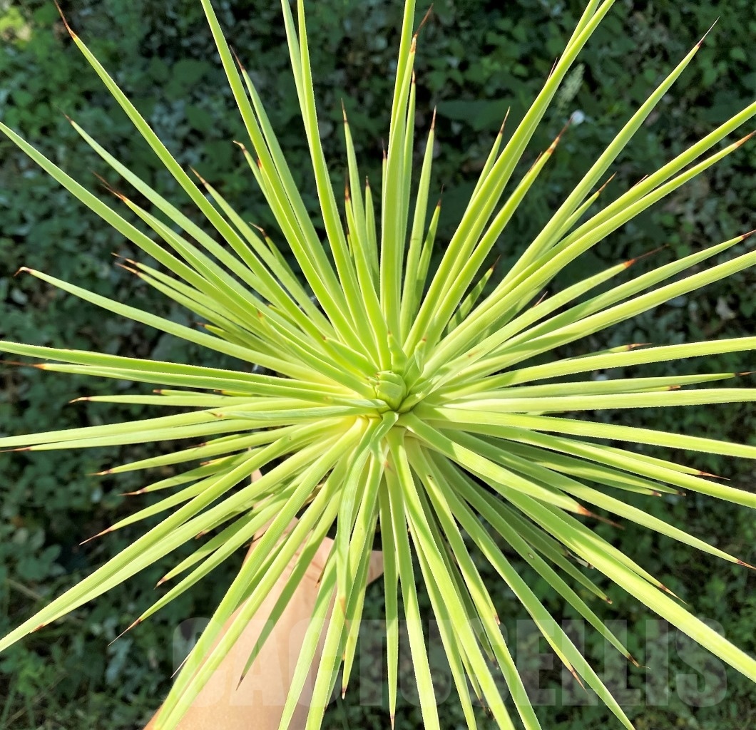 SHPR4865 Agave stricta
