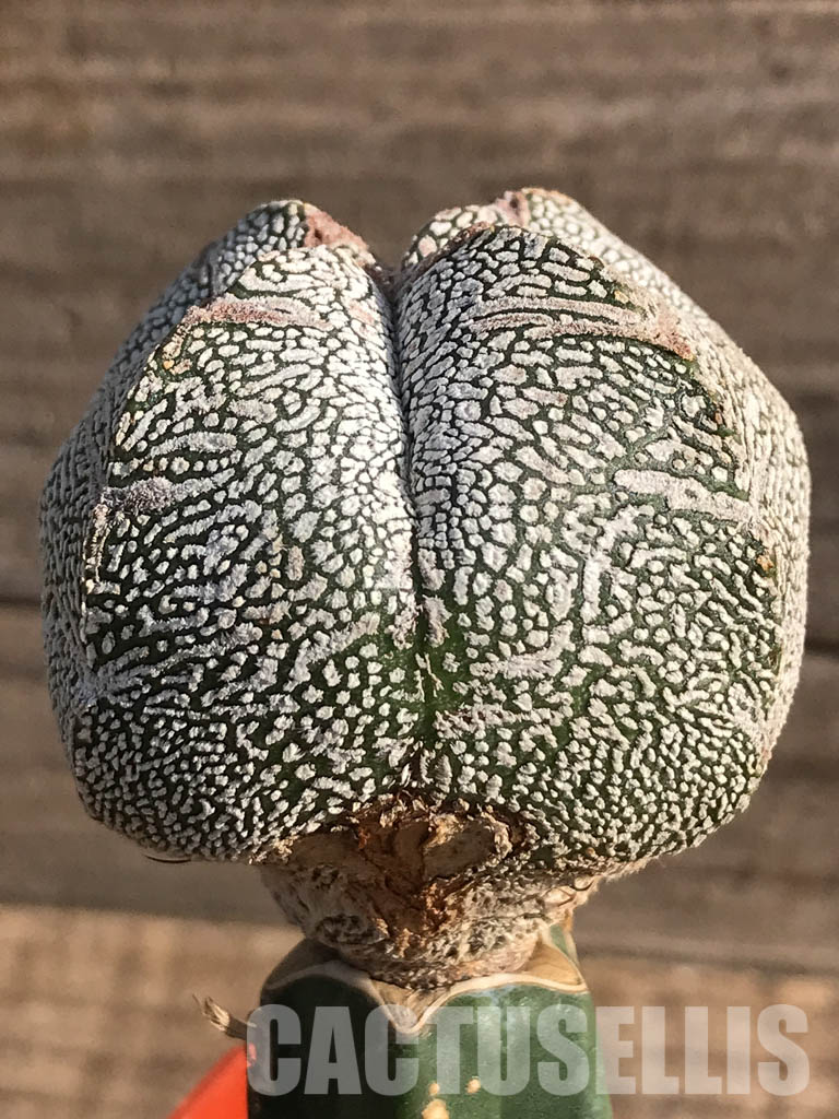 SHPR2486 Astrophytum myriostygma cv. Onzuka quadricostatum - Image 2