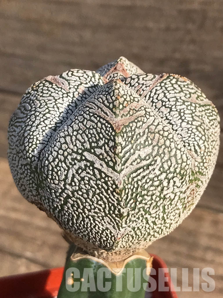 SHPR2486 Astrophytum myriostygma cv. Onzuka quadricostatum - Image 3