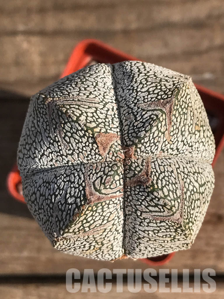 SHPR2486 Astrophytum myriostygma cv. Onzuka quadricostatum