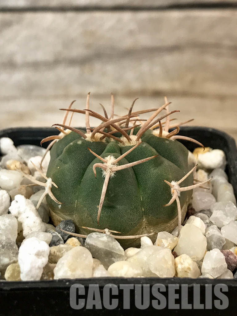 SHPR4844 Gymnocalycium catamarcense v. ensispinum Tom 711/1, Andalgala, Argentina - Obrázek 2
