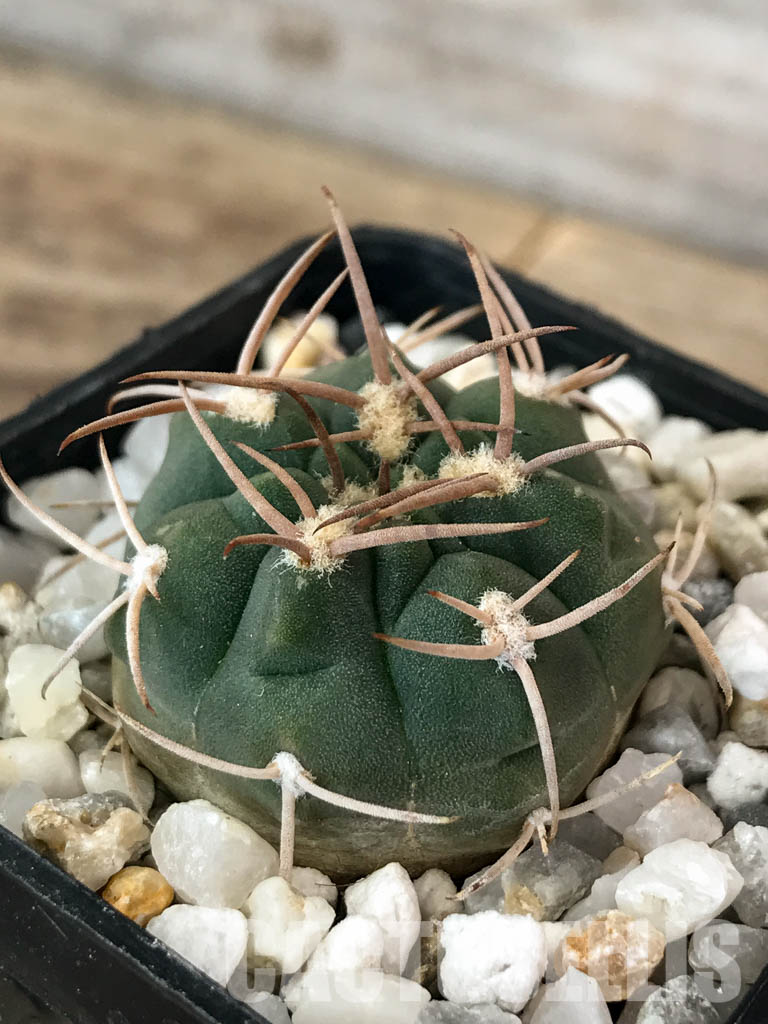 SHPR4844 Gymnocalycium catamarcense v. ensispinum Tom 711/1, Andalgala, Argentina - Obrázek 3
